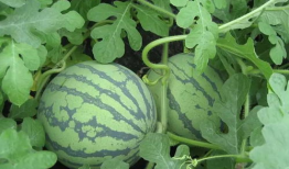 吃瓜爆爆网,揭秘娱乐圈幕后真相，带你走进明星生活