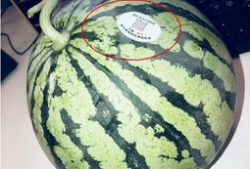 网红吃瓜精品,揭秘娱乐圈幕后真相